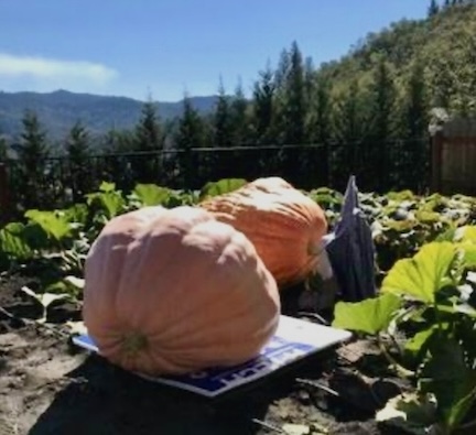 Kit Curry's giant pumpkins.   The front one weighs 1250 lbs. and the back one weighs 750 lbs.
Anyone want to make pumpkin pie?