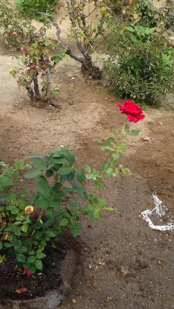 In Remembrance of Dee McAllister .....

    October 26, 1938 - September 20, 2013